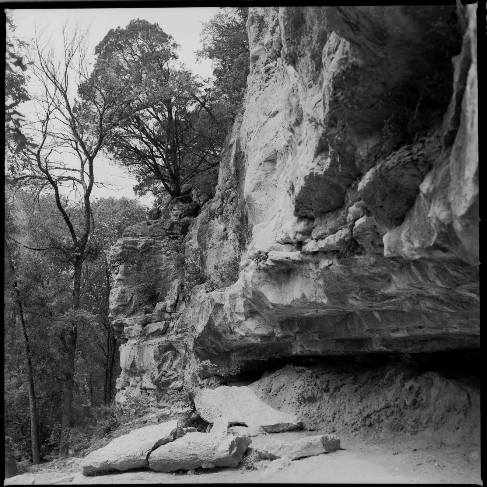 Just hanging out. A tree hangs precariously from rock on top of a wall in Austin's famous greenbelt