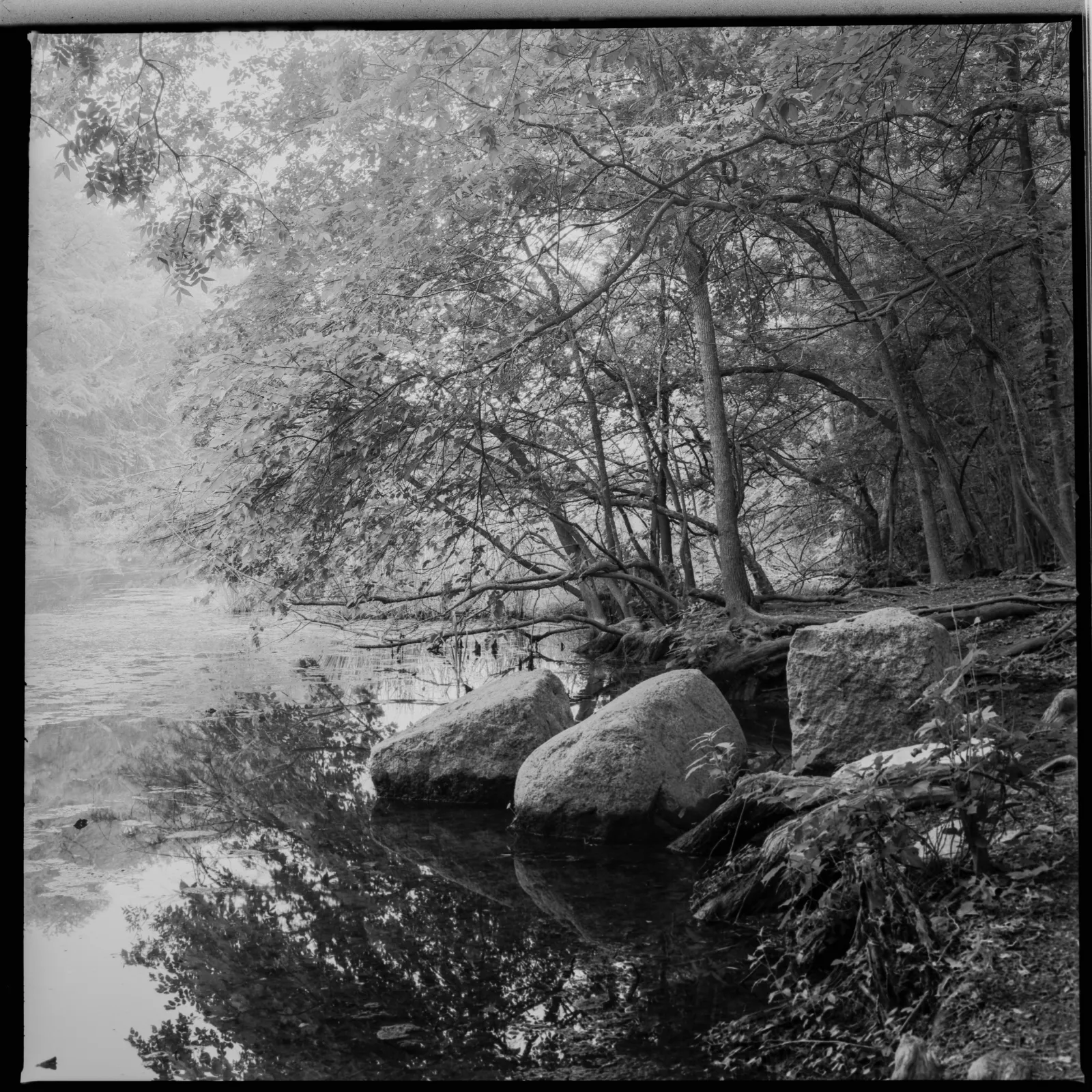 Peaceful reflections at Red Bud Isle