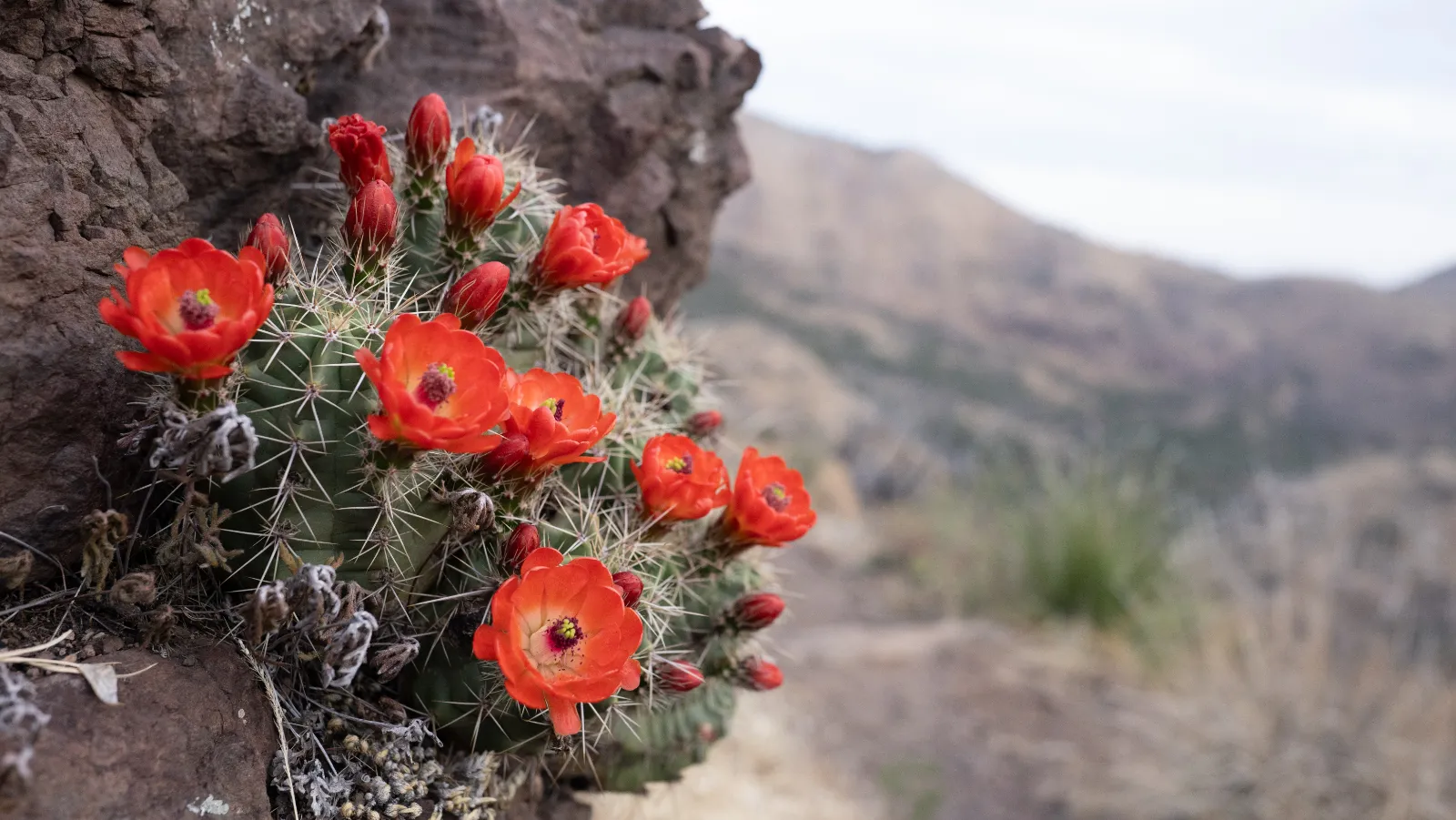 Some flowers blooming in the most desolate of places. East Rim Chisos Mountains