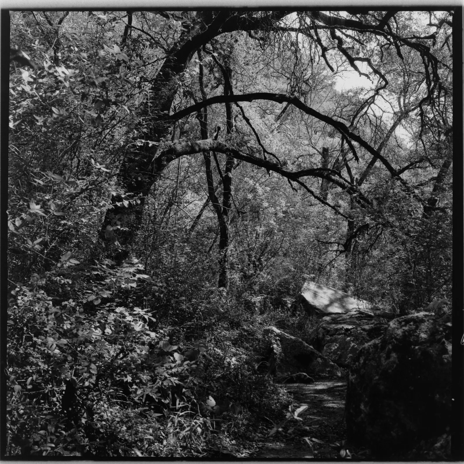 Dappled Light in the forest