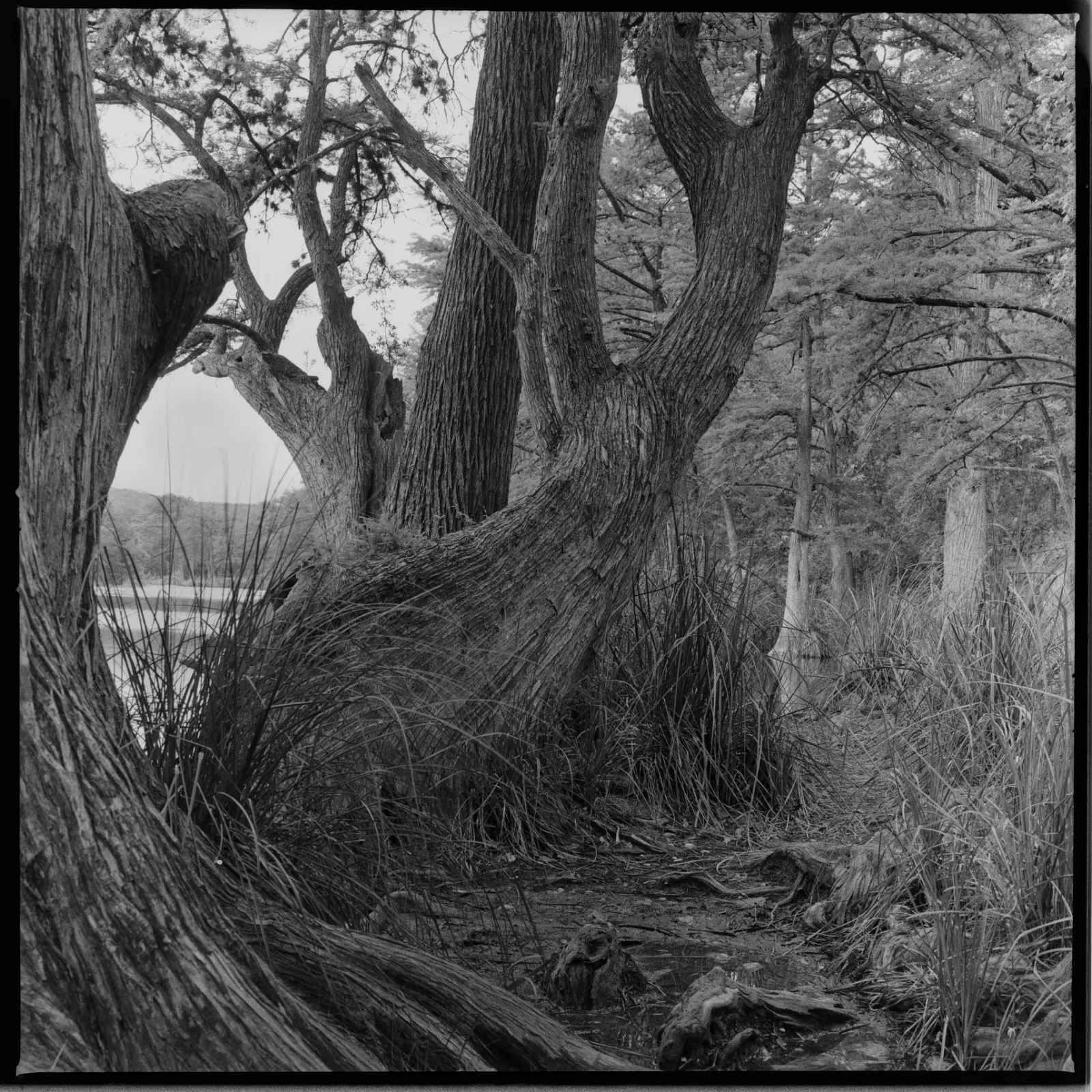 The Bent Tree