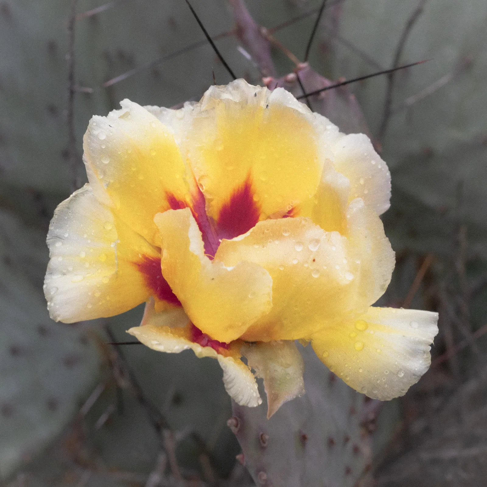A Cactus Flower blooming moments after the first rains in some time